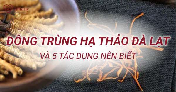 Đông trùng hạ thảo Đà Lạt