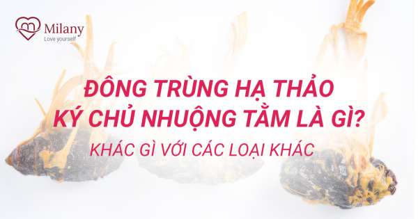 Đông trùng hạ thảo ký chủ nhuộng tằm