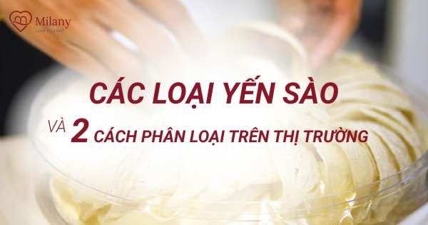 Các loại yến sào và 2 cách phân biệt trên thị trường