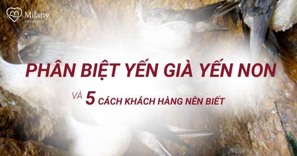 Phân biệt yến già yến non