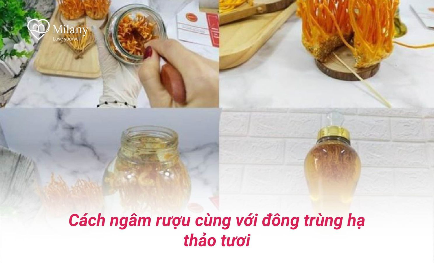 cach ngam ruou dong trung ha thao