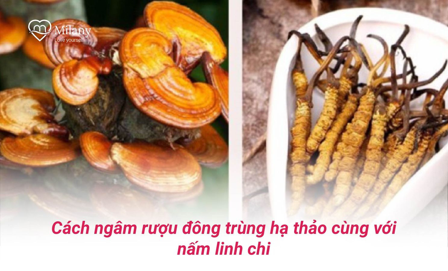 cach ngam ruou dong trung ha thao voi nam linh chi