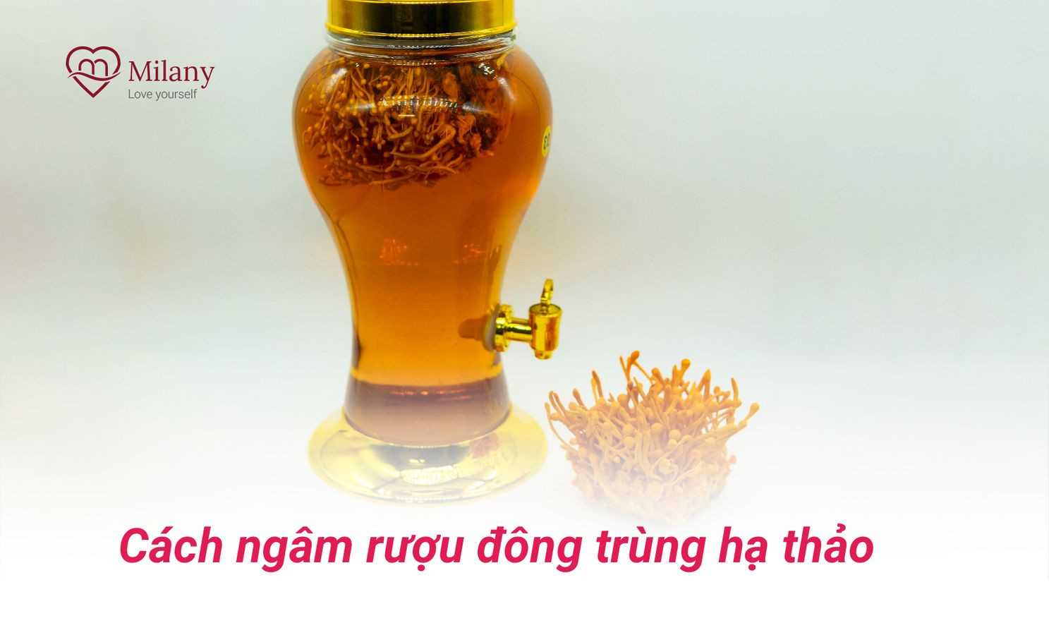 cach ngam ruou dong trung ha thao