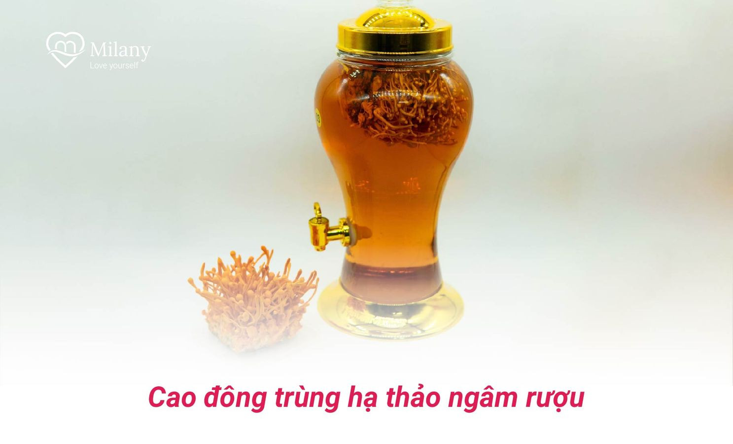 cao dong trung ha thao ngam ruou