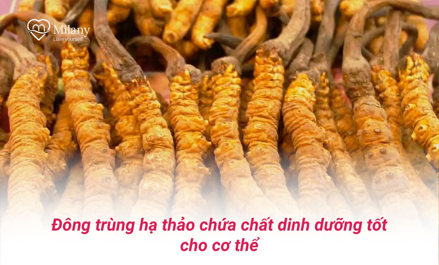 dong trung ha thao chua chat dinh duong tot cho co the