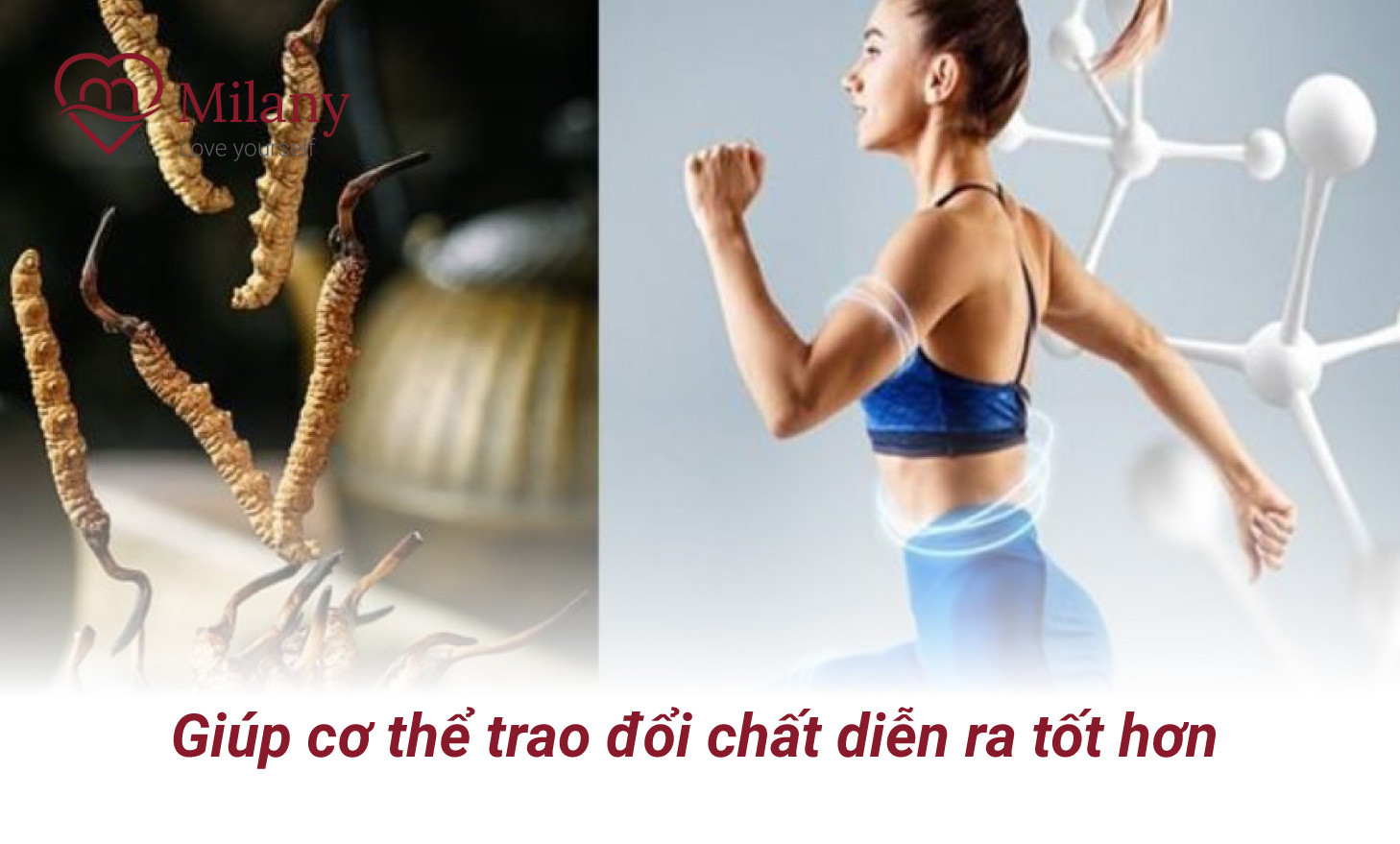 dong trung ha thao giup co the trao doi chat