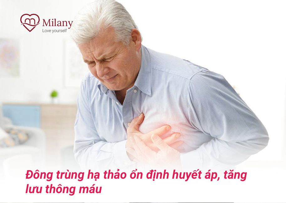 dong trung ha thao giup on dinh huyet ap