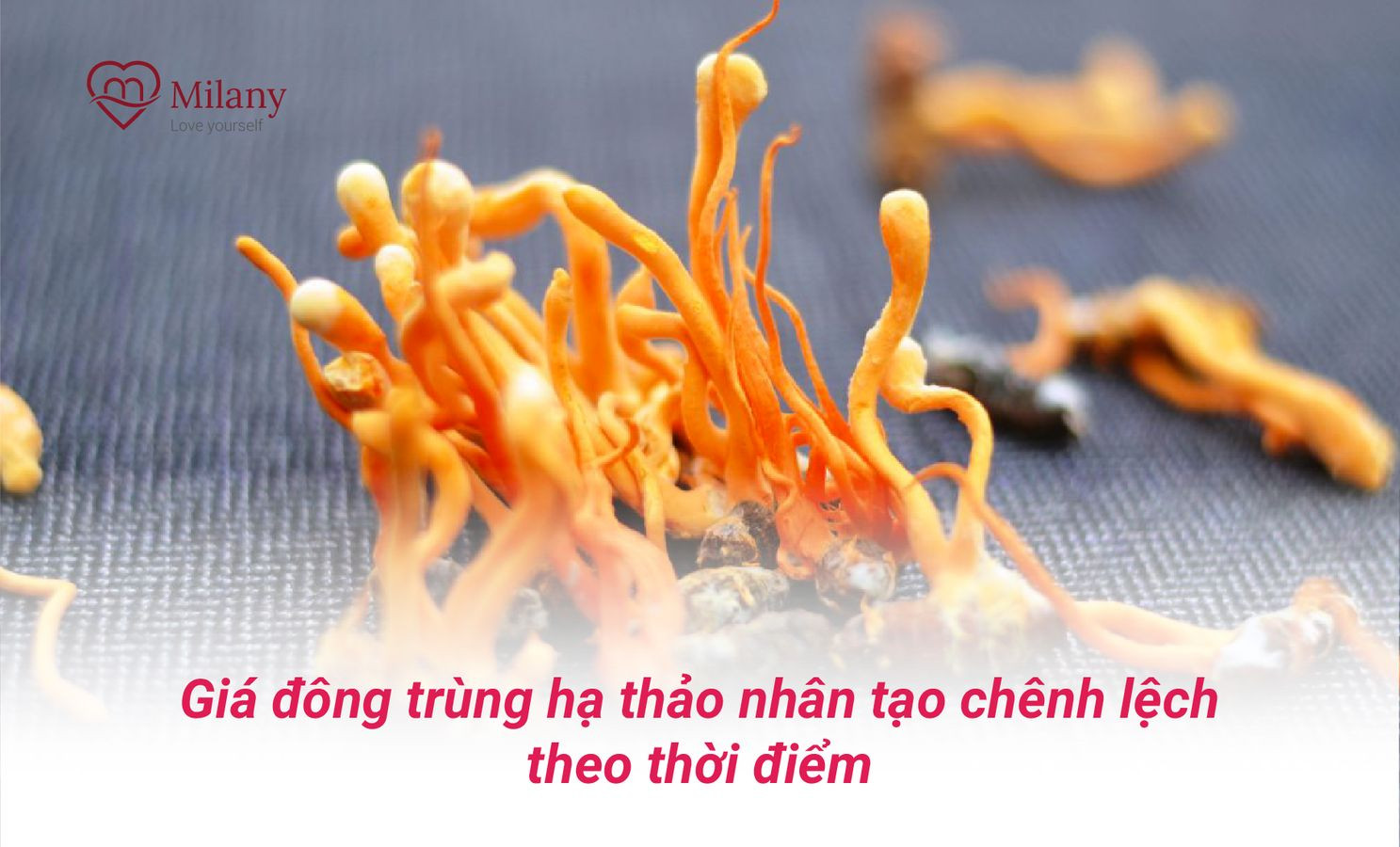 gia dong trung ha thao hien nay