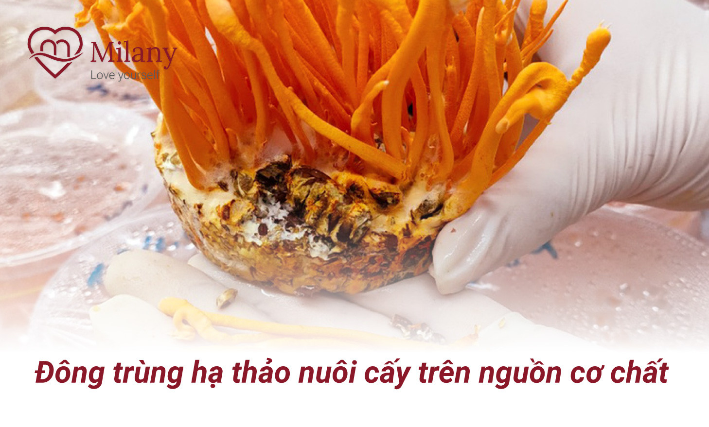 nuoi cay dong trung ha thao