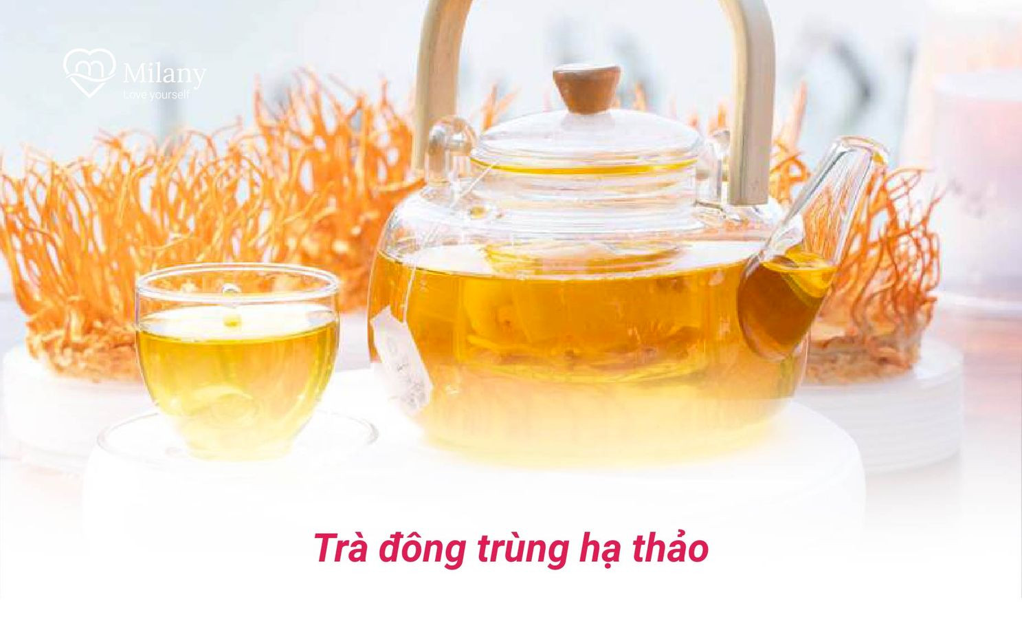 tra dong trung ha thao