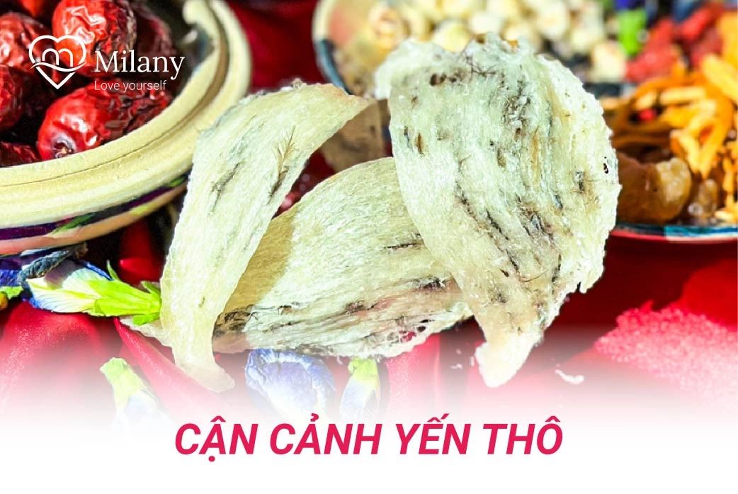 can canh yen sao tho